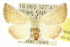  (Eublemma sp. ANIC1 - 10ANIC-06542)  @15 [ ] CreativeCommons - Attribution (2010) CBG Photography Group Centre for Biodiversity Genomics