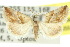  ( - 10ANIC-06551)  @15 [ ] CreativeCommons - Attribution (2010) CBG Photography Group Centre for Biodiversity Genomics