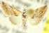  ( - 10ANIC-06552)  @13 [ ] CreativeCommons - Attribution (2010) CBG Photography Group Centre for Biodiversity Genomics