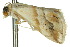  ( - 10ANIC-06553)  @12 [ ] CreativeCommons - Attribution (2010) CBG Photography Group Centre for Biodiversity Genomics