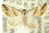  ( - 10ANIC-06554)  @13 [ ] CreativeCommons - Attribution (2010) CBG Photography Group Centre for Biodiversity Genomics