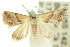  ( - 10ANIC-06555)  @14 [ ] CreativeCommons - Attribution (2010) CBG Photography Group Centre for Biodiversity Genomics