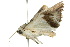  ( - 10ANIC-06558)  @13 [ ] CreativeCommons - Attribution (2010) CBG Photography Group Centre for Biodiversity Genomics