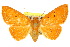  (Homodes - 10ANIC-06563)  @15 [ ] CreativeCommons - Attribution (2010) CBG Photography Group Centre for Biodiversity Genomics