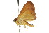  ( - 10ANIC-06569)  @13 [ ] CreativeCommons - Attribution (2010) CBG Photography Group Centre for Biodiversity Genomics