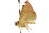  ( - 10ANIC-06570)  @13 [ ] CreativeCommons - Attribution (2010) CBG Photography Group Centre for Biodiversity Genomics