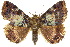  (Sypna - 10ANIC-06572)  @15 [ ] CreativeCommons - Attribution (2010) CBG Photography Group Centre for Biodiversity Genomics
