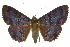  ( - 10ANIC-06576)  @15 [ ] CreativeCommons - Attribution (2010) CBG Photography Group Centre for Biodiversity Genomics