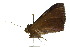  ( - 10ANIC-06578)  @13 [ ] CreativeCommons - Attribution (2010) CBG Photography Group Centre for Biodiversity Genomics