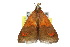  ( - 10ANIC-06588)  @14 [ ] CreativeCommons - Attribution (2010) CBG Photography Group Centre for Biodiversity Genomics