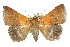  ( - 10ANIC-06591)  @15 [ ] CreativeCommons - Attribution (2010) CBG Photography Group Centre for Biodiversity Genomics