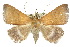  ( - 10ANIC-06592)  @15 [ ] CreativeCommons - Attribution (2010) CBG Photography Group Centre for Biodiversity Genomics