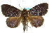  ( - 10ANIC-06600)  @11 [ ] CreativeCommons - Attribution (2010) CBG Photography Group Centre for Biodiversity Genomics