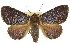  ( - 10ANIC-06601)  @11 [ ] CreativeCommons - Attribution (2010) CBG Photography Group Centre for Biodiversity Genomics