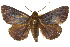 ( - 10ANIC-06608)  @15 [ ] CreativeCommons - Attribution (2010) CBG Photography Group Centre for Biodiversity Genomics