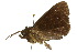  ( - 10ANIC-06609)  @13 [ ] CreativeCommons - Attribution (2010) CBG Photography Group Centre for Biodiversity Genomics