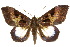  (Ischyja ebusa - 10ANIC-06617)  @15 [ ] CreativeCommons - Attribution (2010) CBG Photography Group Centre for Biodiversity Genomics