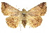  ( - 10ANIC-06642)  @14 [ ] CreativeCommons - Attribution (2010) CBG Photography Group Centre for Biodiversity Genomics