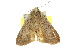  ( - 10ANIC-06644)  @13 [ ] CreativeCommons - Attribution (2010) CBG Photography Group Centre for Biodiversity Genomics