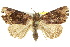  ( - 10ANIC-06653)  @14 [ ] CreativeCommons - Attribution (2010) CBG Photography Group Centre for Biodiversity Genomics
