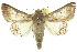  (Pandesma partita - 10ANIC-06654)  @14 [ ] CreativeCommons - Attribution (2010) CBG Photography Group Centre for Biodiversity Genomics