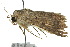  ( - 10ANIC-06655)  @13 [ ] CreativeCommons - Attribution (2010) CBG Photography Group Centre for Biodiversity Genomics