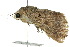  ( - 10ANIC-06656)  @13 [ ] CreativeCommons - Attribution (2010) CBG Photography Group Centre for Biodiversity Genomics