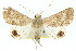  ( - 10ANIC-06660)  @14 [ ] CreativeCommons - Attribution (2010) CBG Photography Group Centre for Biodiversity Genomics