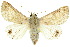  ( - 10ANIC-06661)  @14 [ ] CreativeCommons - Attribution (2010) CBG Photography Group Centre for Biodiversity Genomics
