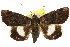  ( - 10ANIC-06667)  @15 [ ] CreativeCommons - Attribution (2010) CBG Photography Group Centre for Biodiversity Genomics