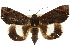  ( - 10ANIC-06668)  @15 [ ] CreativeCommons - Attribution (2010) CBG Photography Group Centre for Biodiversity Genomics