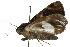  ( - 10ANIC-06669)  @13 [ ] CreativeCommons - Attribution (2010) CBG Photography Group Centre for Biodiversity Genomics