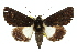  ( - 10ANIC-06670)  @15 [ ] CreativeCommons - Attribution (2010) CBG Photography Group Centre for Biodiversity Genomics