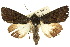  ( - 10ANIC-06671)  @11 [ ] CreativeCommons - Attribution (2010) CBG Photography Group Centre for Biodiversity Genomics