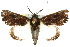  ( - 10ANIC-06674)  @14 [ ] CreativeCommons - Attribution (2010) CBG Photography Group Centre for Biodiversity Genomics