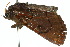  ( - 10ANIC-06675)  @13 [ ] CreativeCommons - Attribution (2010) CBG Photography Group Centre for Biodiversity Genomics