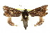  ( - 10ANIC-06676)  @14 [ ] CreativeCommons - Attribution (2010) CBG Photography Group Centre for Biodiversity Genomics