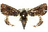  (Catephia sp. ANIC1 - 10ANIC-06677)  @14 [ ] CreativeCommons - Attribution (2010) CBG Photography Group Centre for Biodiversity Genomics
