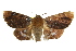  ( - 10ANIC-06678)  @11 [ ] CreativeCommons - Attribution (2010) CBG Photography Group Centre for Biodiversity Genomics