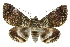  ( - 10ANIC-06679)  @11 [ ] CreativeCommons - Attribution (2010) CBG Photography Group Centre for Biodiversity Genomics
