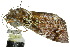  ( - 10ANIC-06680)  @13 [ ] CreativeCommons - Attribution (2010) CBG Photography Group Centre for Biodiversity Genomics