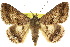  (Eudesmeola - 10ANIC-06686)  @16 [ ] CreativeCommons - Attribution (2010) CBG Photography Group Centre for Biodiversity Genomics