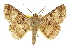  ( - 10ANIC-06690)  @11 [ ] CreativeCommons - Attribution (2010) CBG Photography Group Centre for Biodiversity Genomics