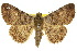  ( - 10ANIC-06692)  @11 [ ] CreativeCommons - Attribution (2010) CBG Photography Group Centre for Biodiversity Genomics