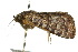  ( - 10ANIC-06694)  @14 [ ] CreativeCommons - Attribution (2010) CBG Photography Group Centre for Biodiversity Genomics