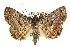  ( - 10ANIC-06695)  @15 [ ] CreativeCommons - Attribution (2010) CBG Photography Group Centre for Biodiversity Genomics