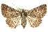 ( - 10ANIC-06697)  @15 [ ] CreativeCommons - Attribution (2010) CBG Photography Group Centre for Biodiversity Genomics