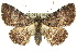  (Diatenes sp. ANIC1 - 10ANIC-06698)  @15 [ ] CreativeCommons - Attribution (2010) CBG Photography Group Centre for Biodiversity Genomics