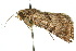  ( - 10ANIC-06704)  @13 [ ] CreativeCommons - Attribution (2010) CBG Photography Group Centre for Biodiversity Genomics