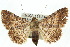  ( - 10ANIC-06707)  @14 [ ] CreativeCommons - Attribution (2010) CBG Photography Group Centre for Biodiversity Genomics
